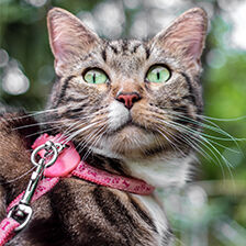 cat with pink collar and leash